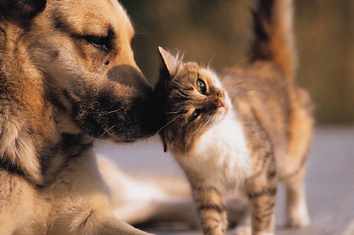 cat nuzzles dog