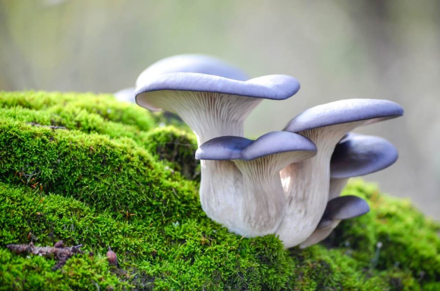 More To Know About Mushrooms