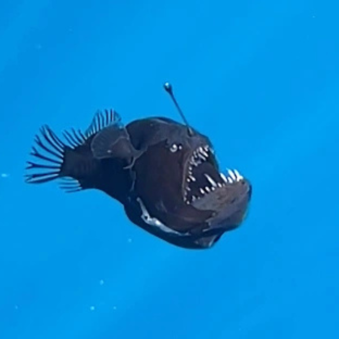 Rare Anglerfish Sighting Sparks Emotional Reactions and AI Creations