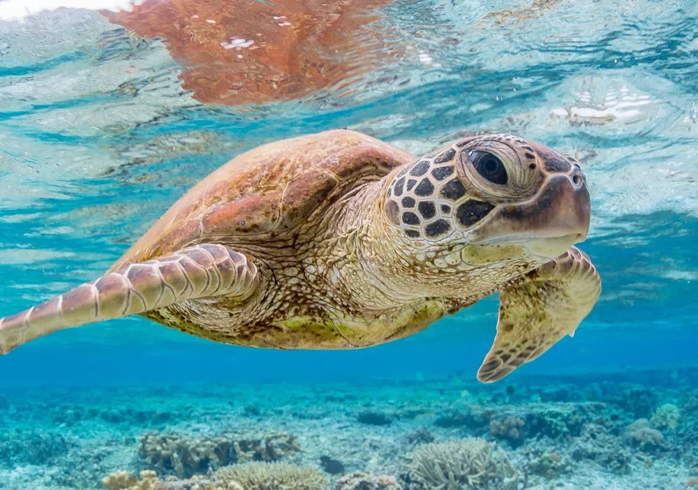 Green Sea Turtles Make a Comeback After Decades of Conservation