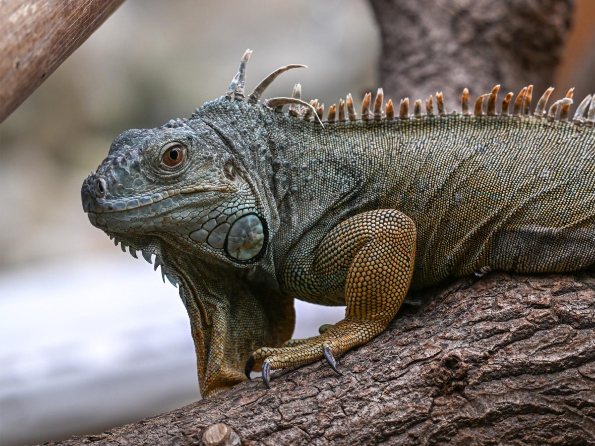 It’s Raining Iguanas
