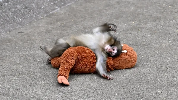 Baby Monkey Goes Viral After Viral Zoo Video